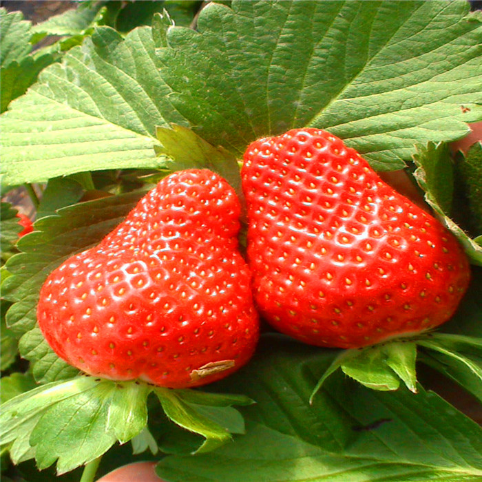 canned food strawberry manufacturers